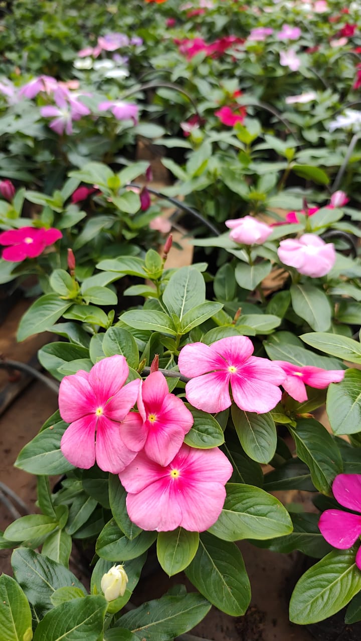 Vincas