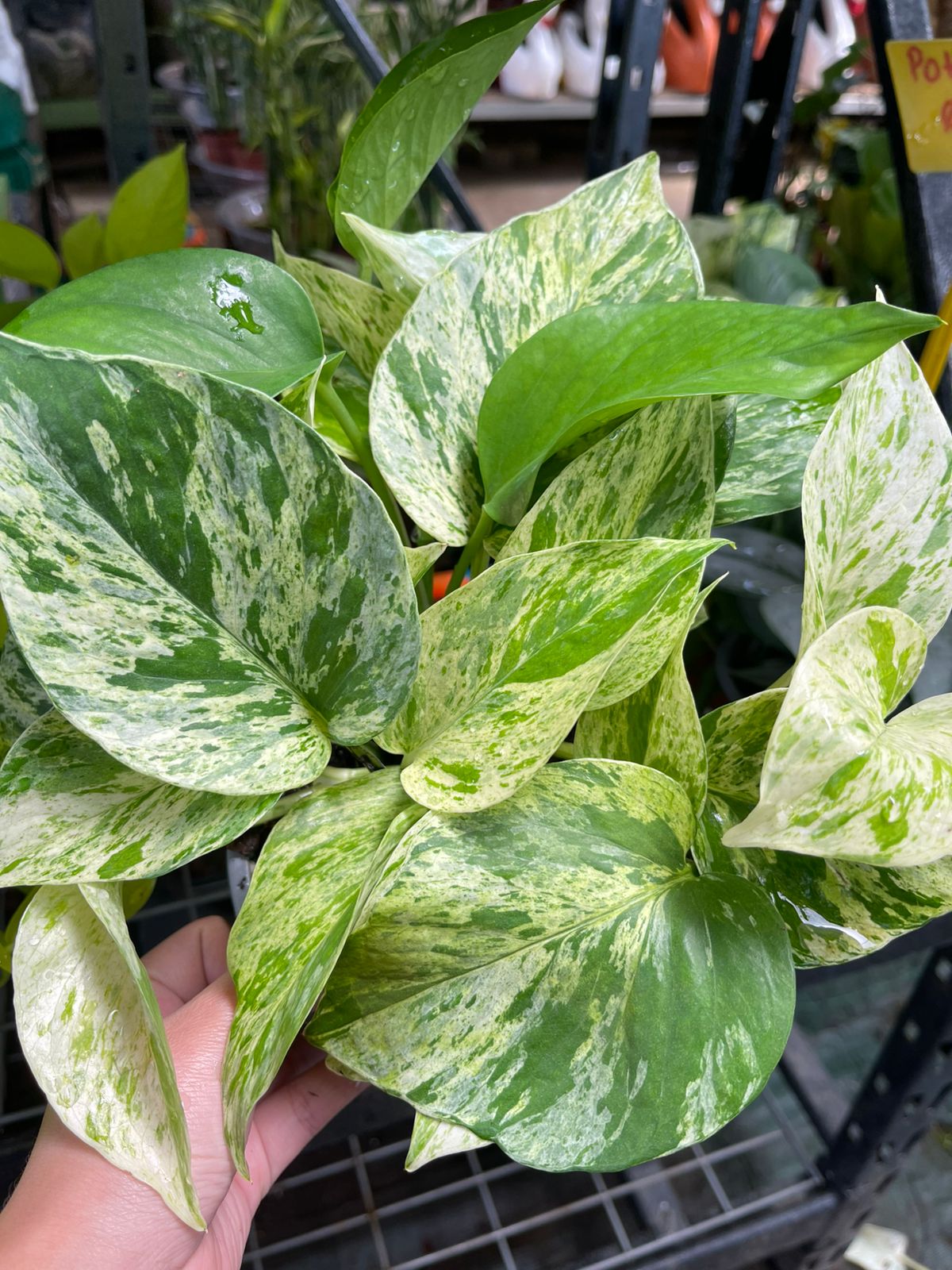 Pothos M15