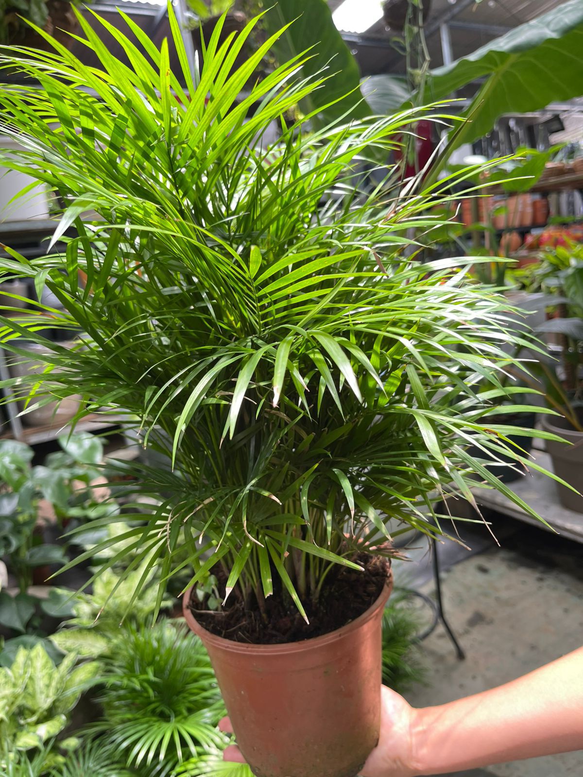 Palmera Magestic