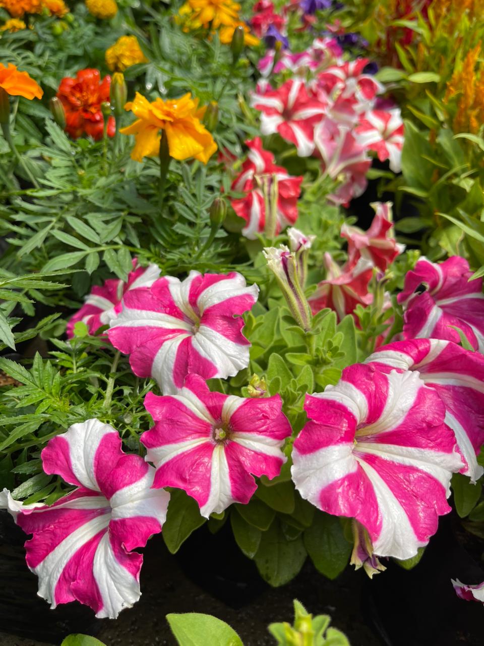 Petunia en bolsa