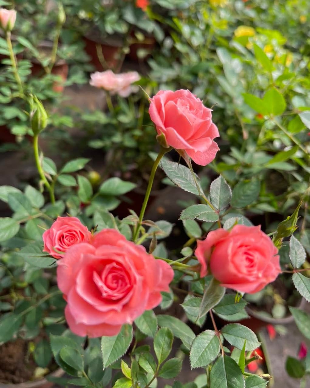 Rosas mini de varios colores