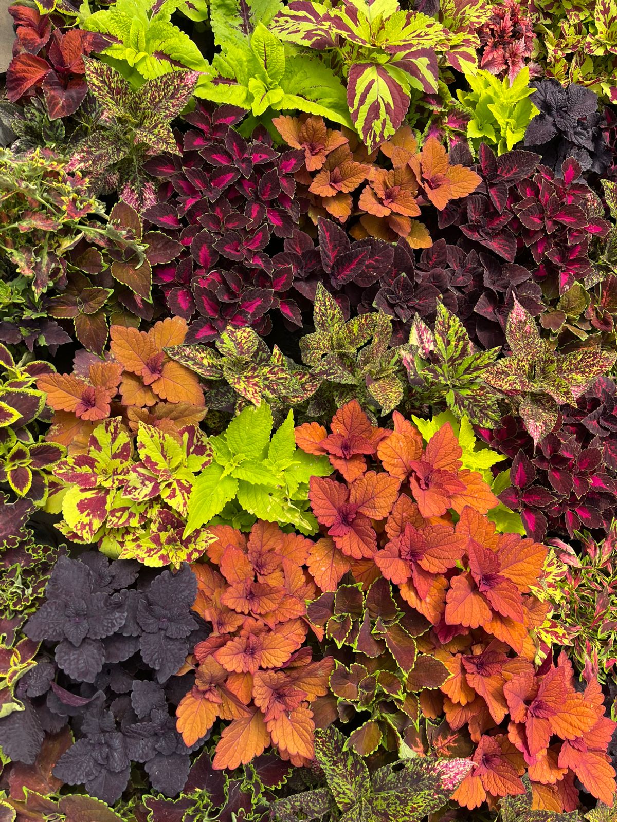 Coleus