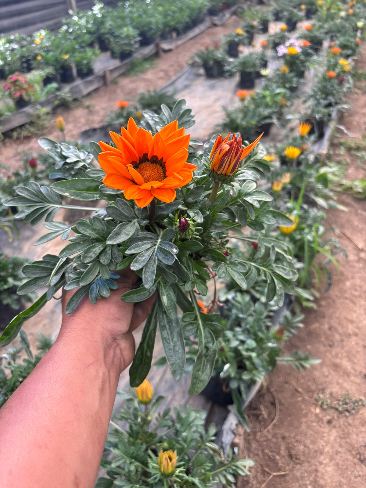 Garzanias