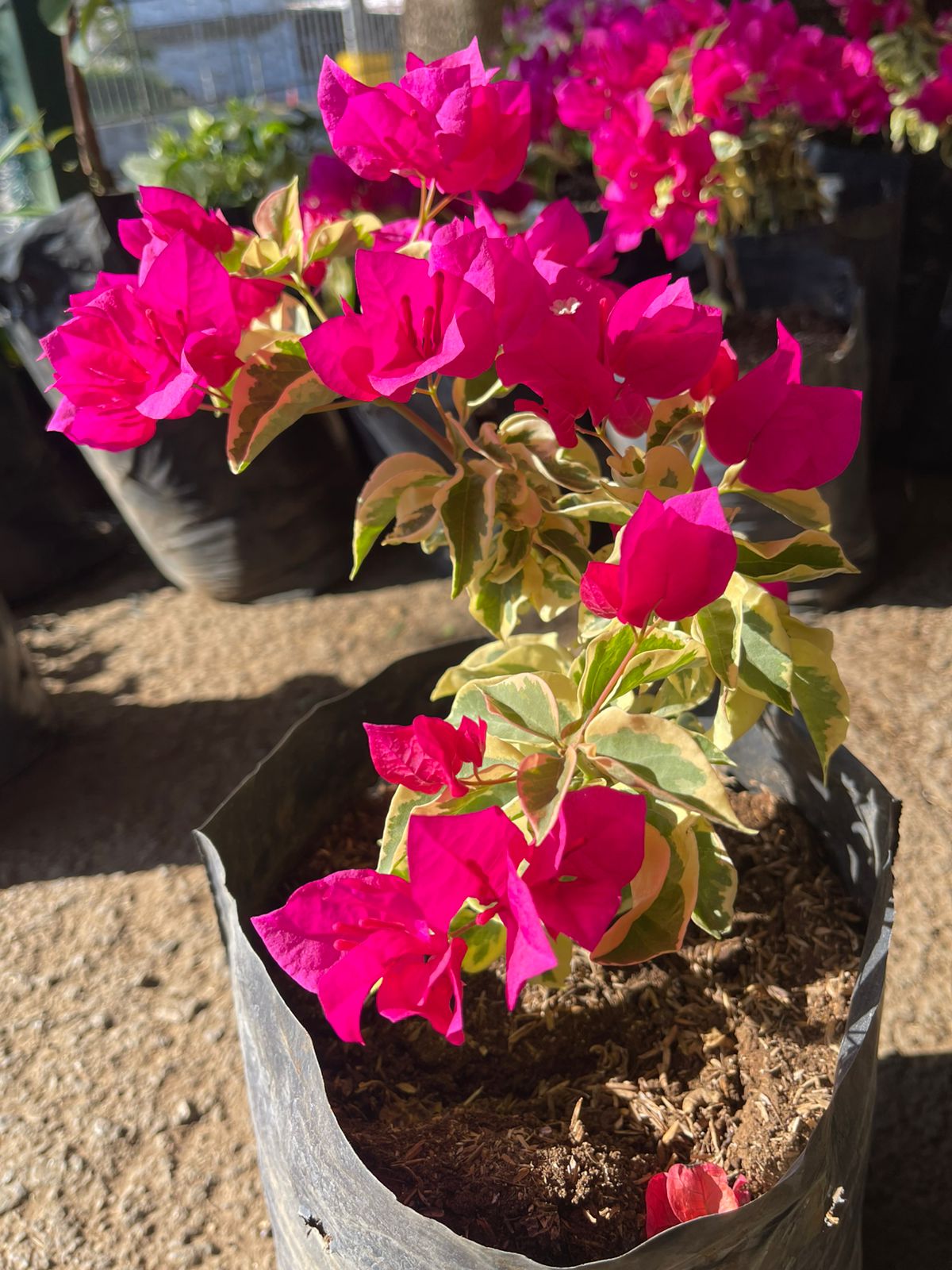 Veraneras hawaianas