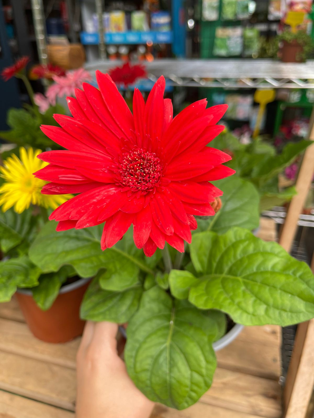 Gerberas