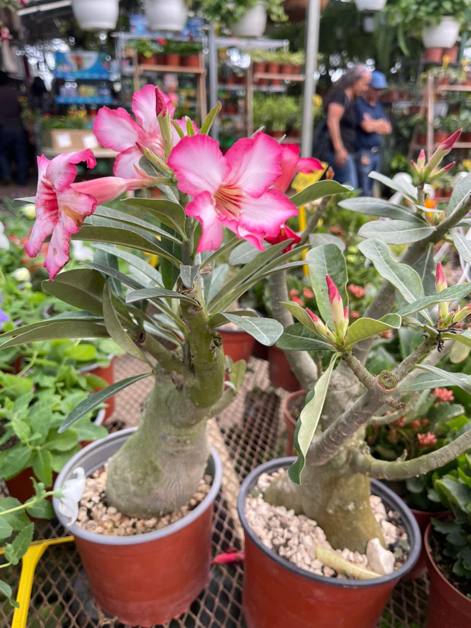 Rosa del desierto