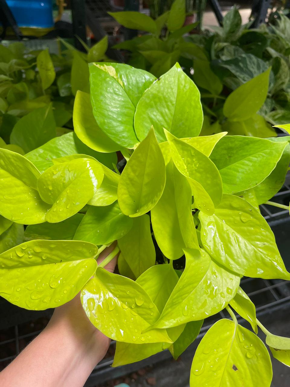 Pothos neón