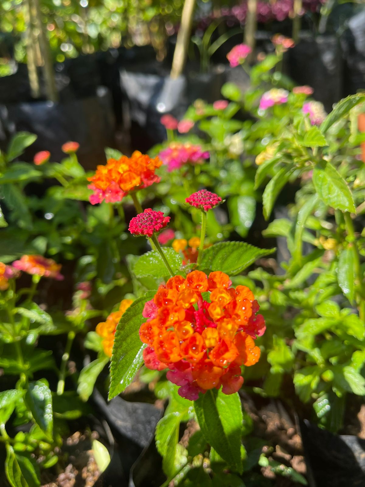 Lantanas (varios colores)