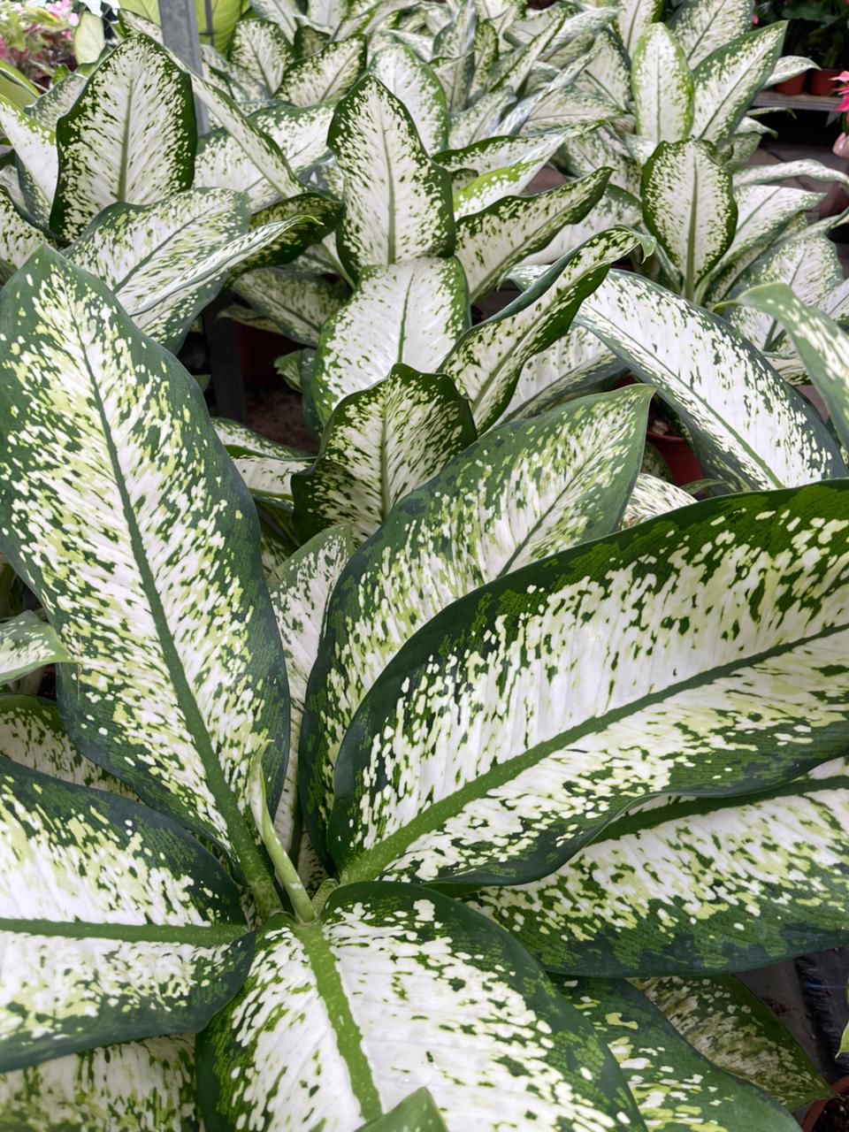 Deffenbachia
