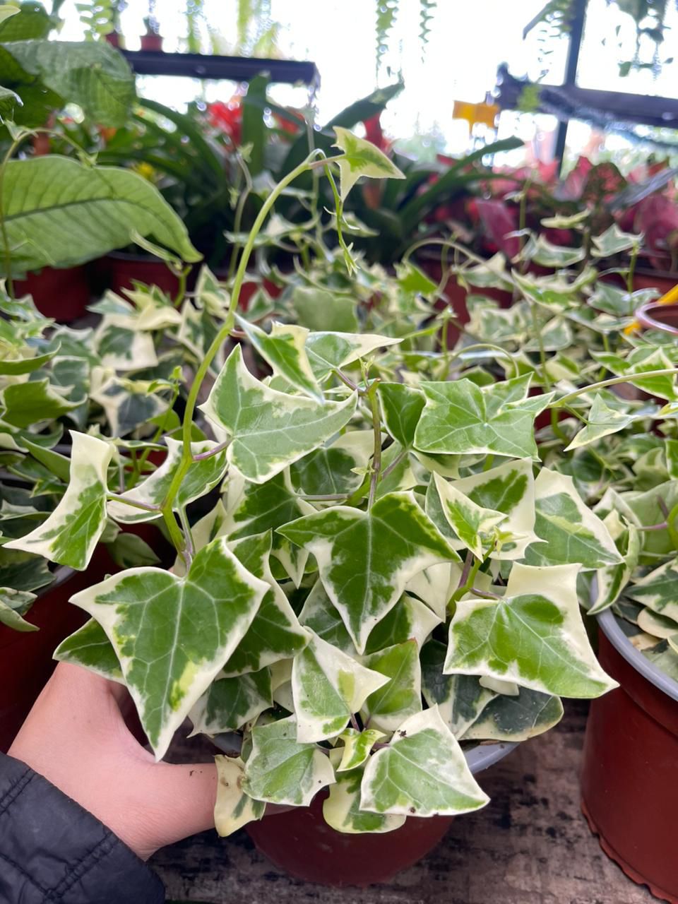 Hiedra triangular