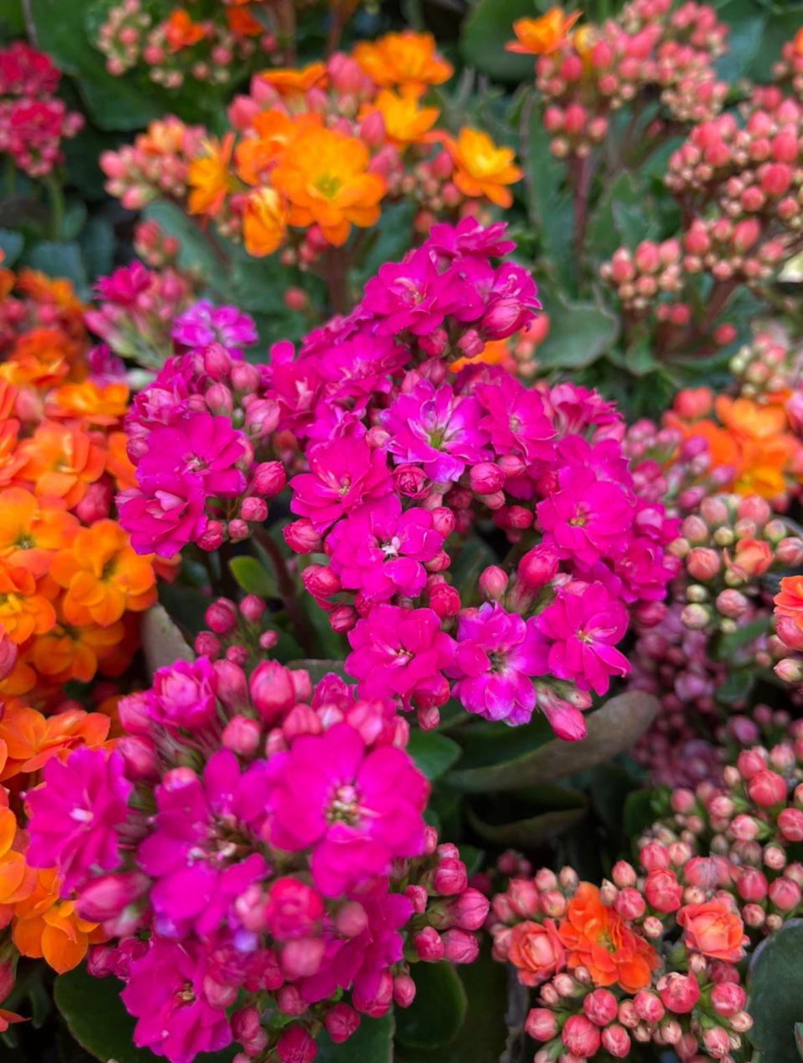 Kalanchoe Rosa Intenso