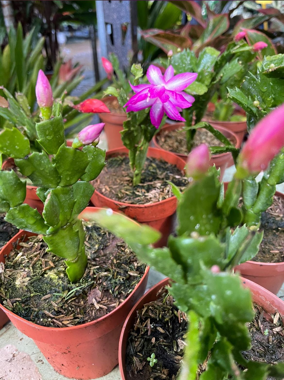 Cactus de Navidad Rosa