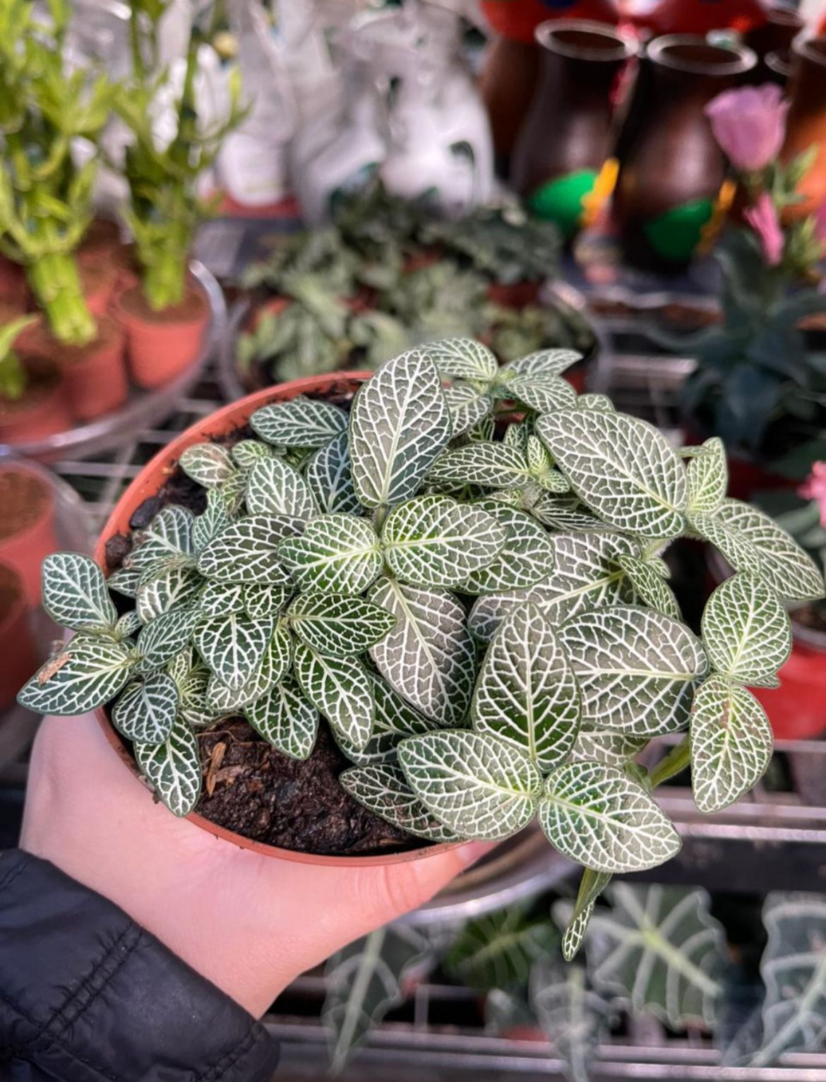Fittonia