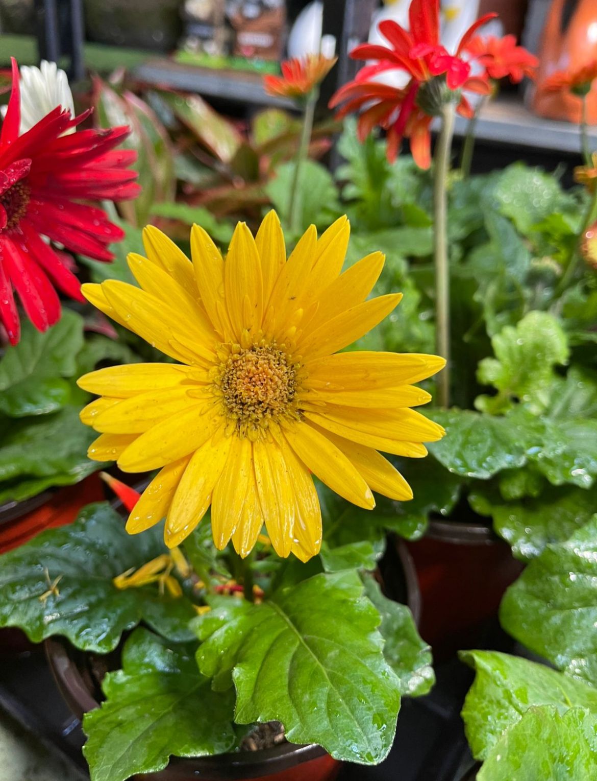 Gerbera Amarilla