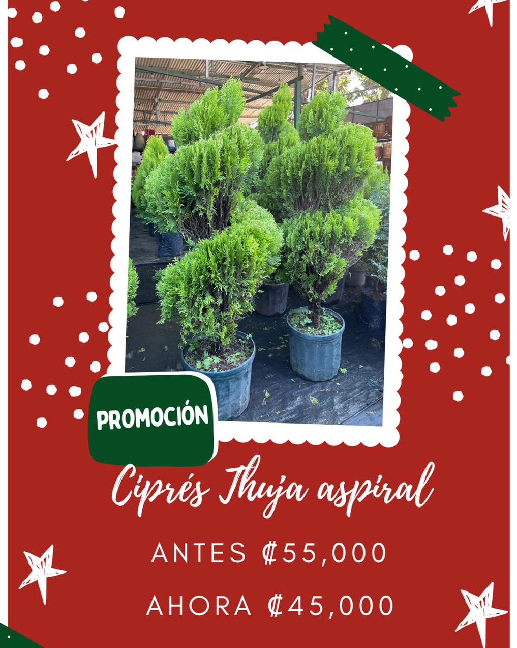 Ciprés Thuja aspiral